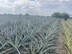 Shamba La Nanasi Linauzwa Fukasi Eka 20