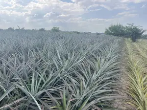 Shamba La Nanasi Linauzwa Fukasi Eka 20