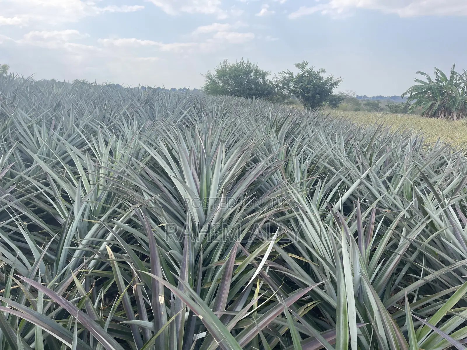 Shamba La Nanasi Linauzwa Fukasi Eka 20
