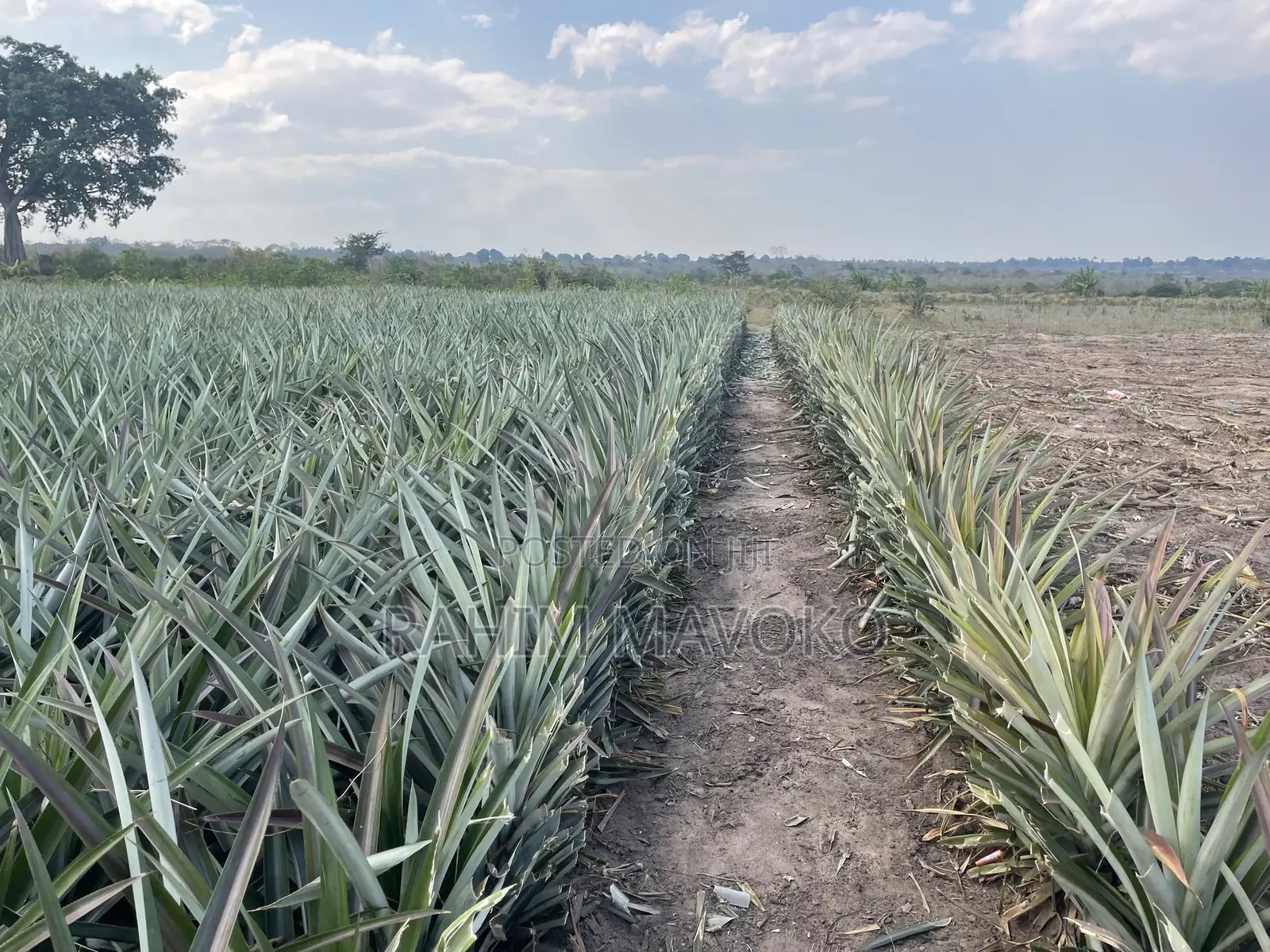 Shamba La Nanasi Linauzwa Fukasi Eka 20