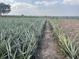 Shamba La Nanasi Linauzwa Fukasi Eka 20