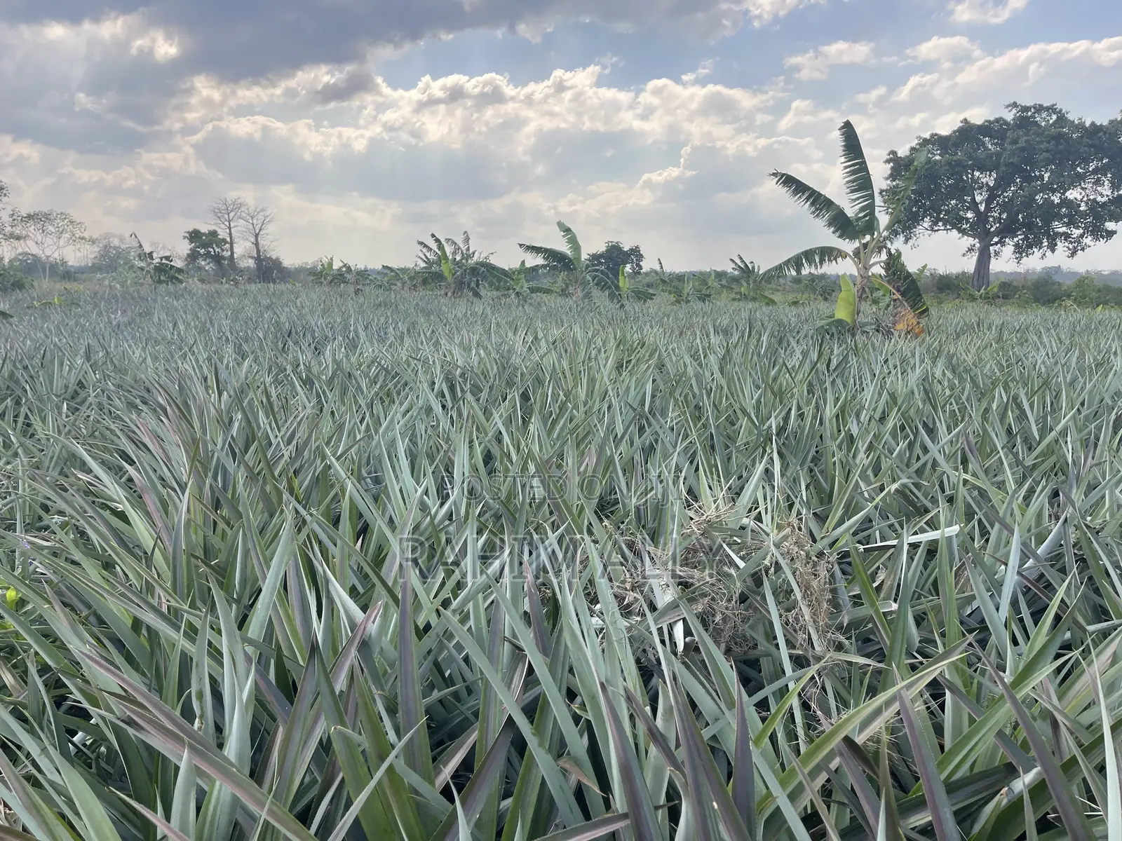 Shamba La Nanasi Linauzwa Fukasi Eka 20