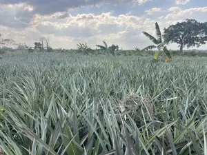 Shamba La Nanasi Linauzwa Fukasi Eka 20