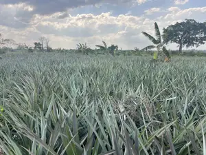 Shamba La Nanasi Linauzwa Fukasi Eka 20