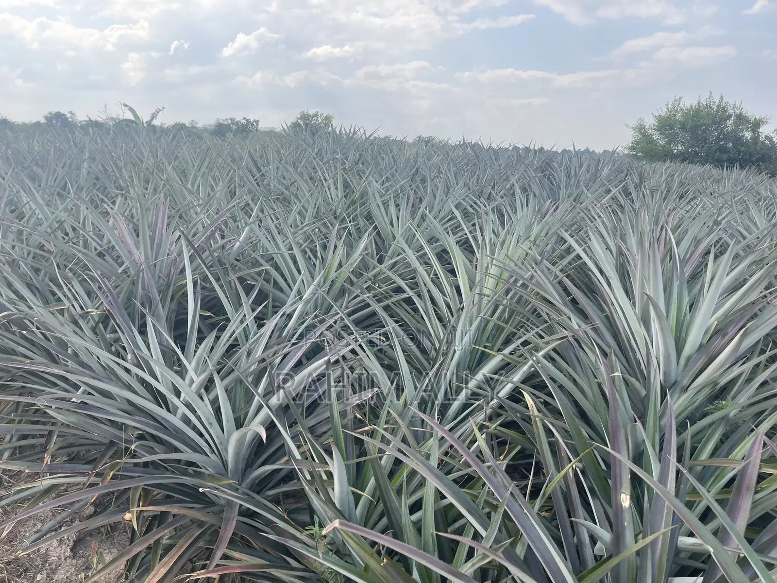 Shamba La Nanasi Linauzwa Fukasi Eka 20