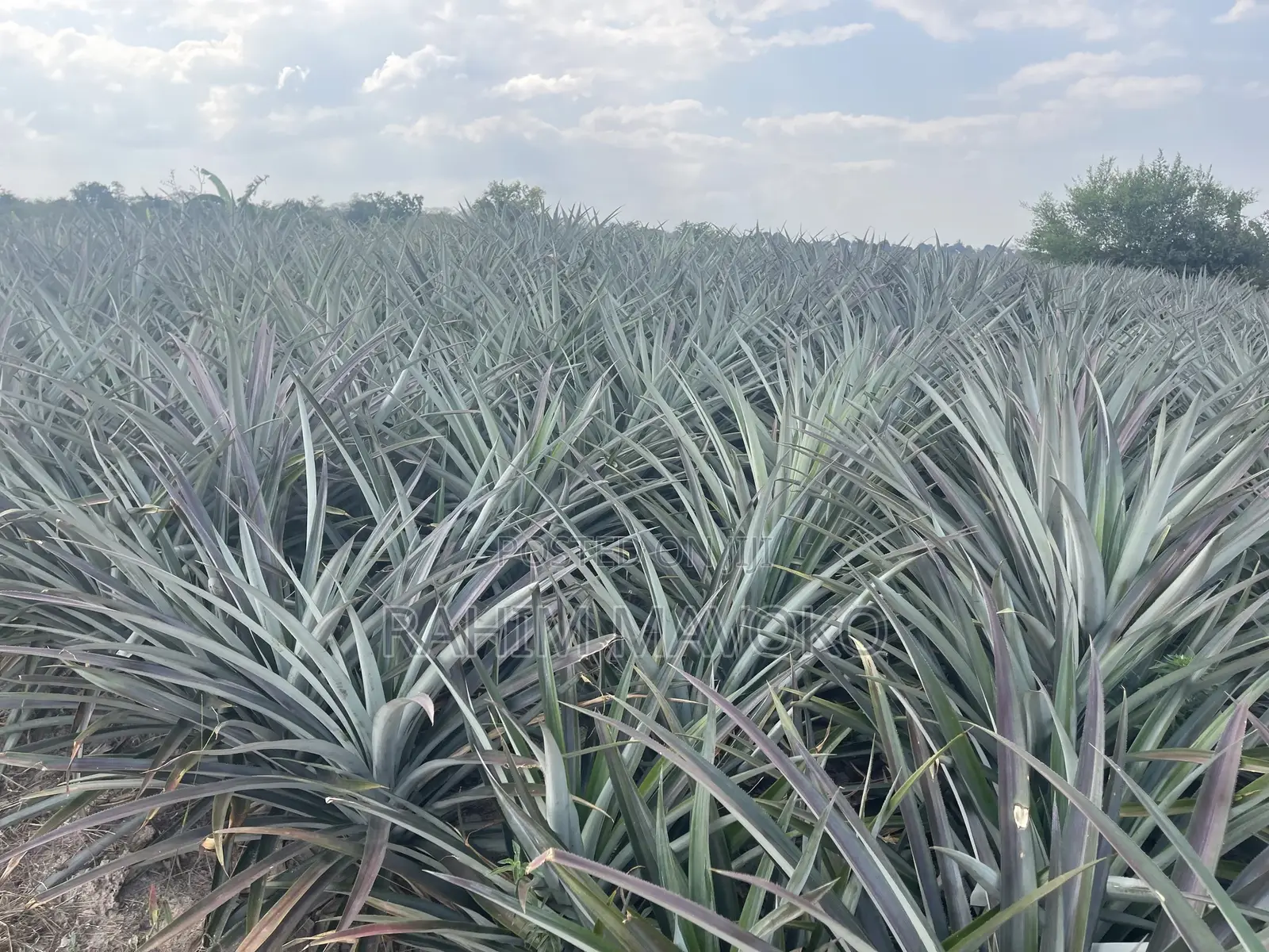 Shamba La Nanasi Linauzwa Fukasi Eka 20