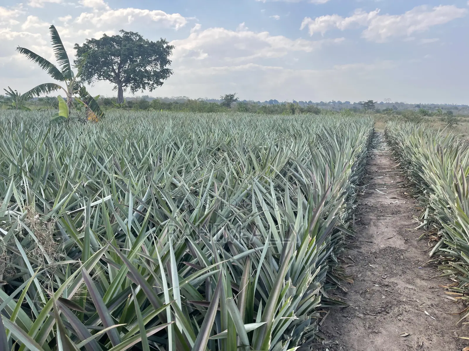 Shamba La Nanasi Linauzwa Fukasi Eka 20