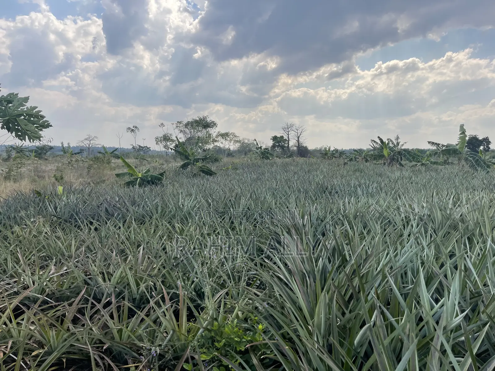 Shamba La Nanasi Linauzwa Fukasi Eka 20