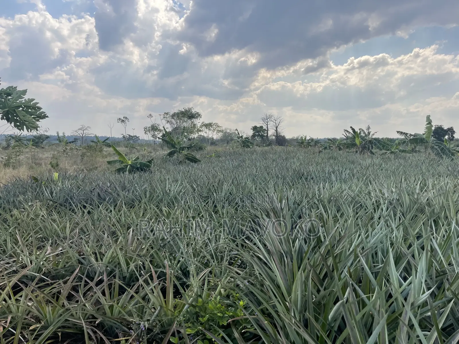 Shamba La Nanasi Linauzwa Fukasi Eka 20