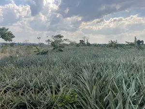 Shamba La Nanasi Linauzwa Fukasi Eka 20