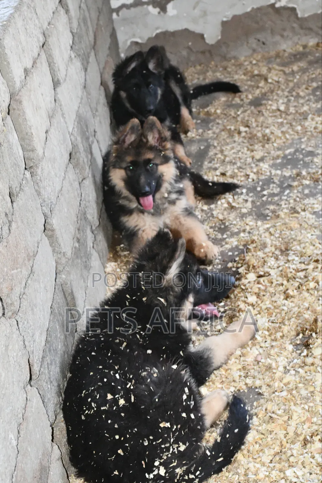 1-3 months Male Purebred German Shepherd