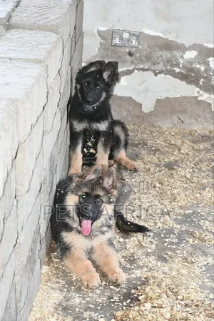 1-3 months Male Purebred German Shepherd