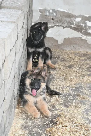 1-3 months Male Purebred German Shepherd