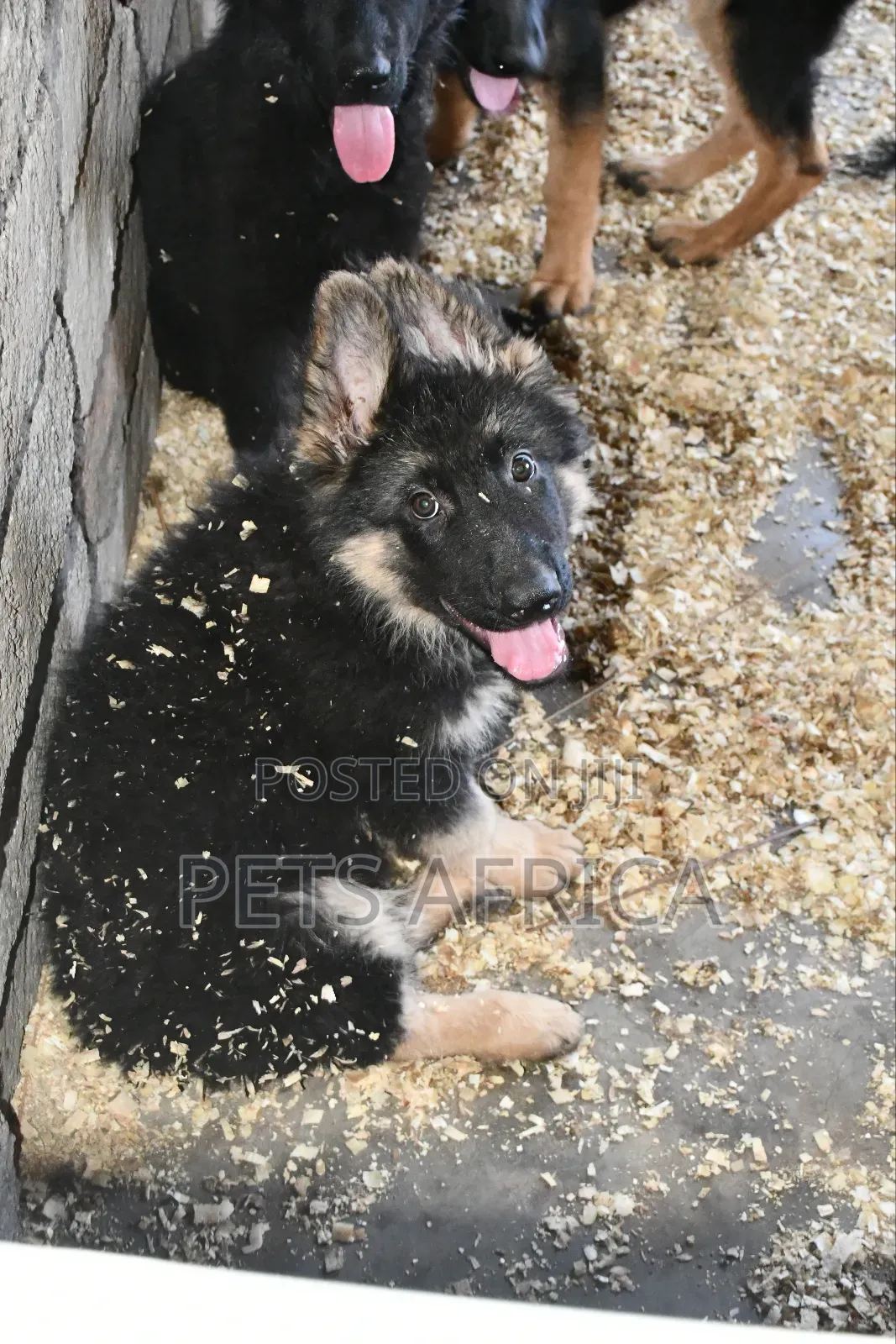 1-3 months Male Purebred German Shepherd