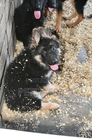 1-3 months Male Purebred German Shepherd