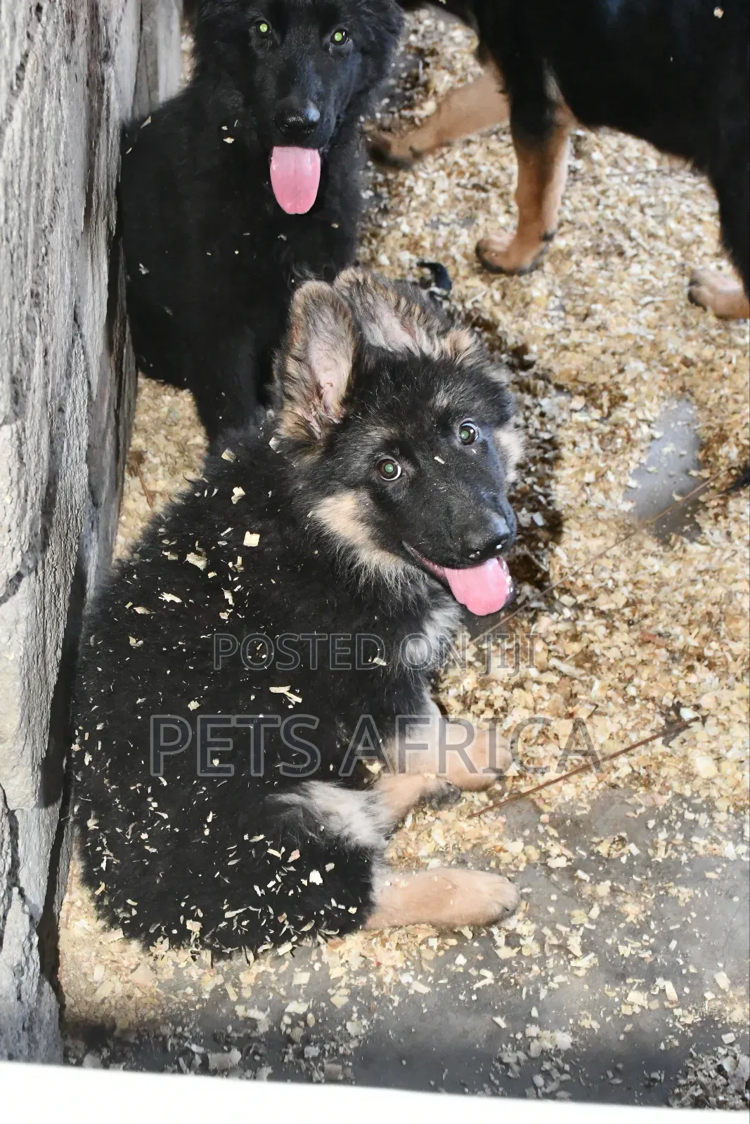 1-3 months Male Purebred German Shepherd