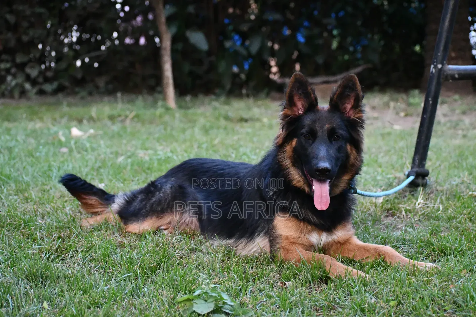 6-12 months Female Purebred German Shepherd