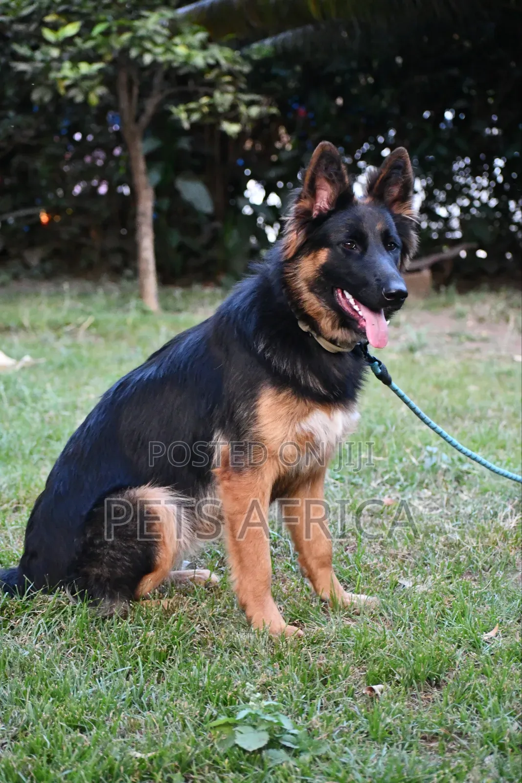 6-12 months Female Purebred German Shepherd
