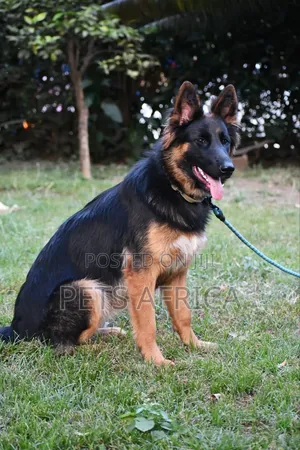 6-12 months Female Purebred German Shepherd