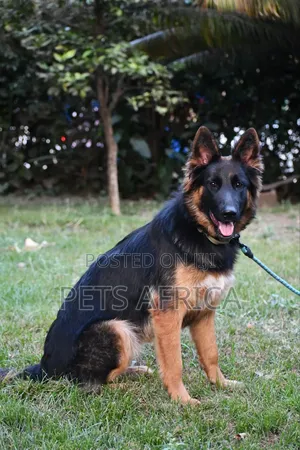 6-12 months Female Purebred German Shepherd