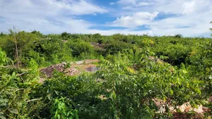 Gold Mining Licensed Mega Farm