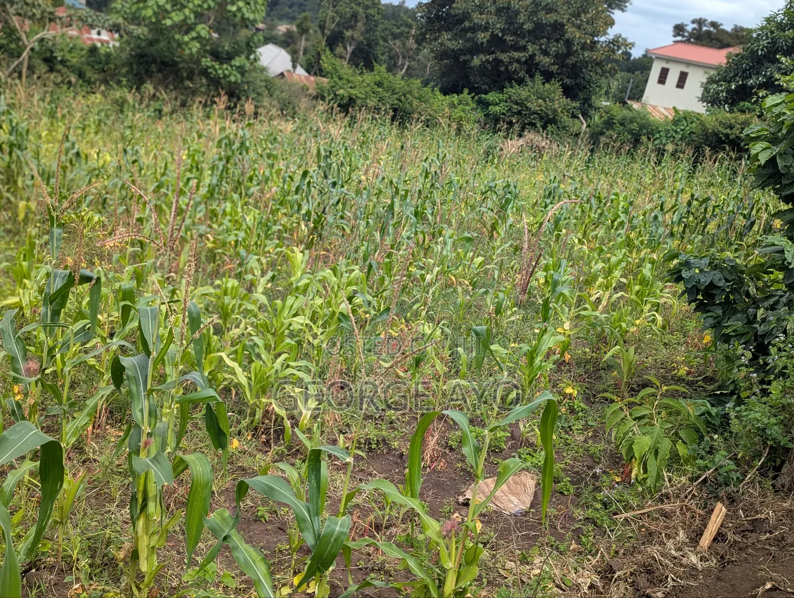 Viwanja Vyenye Mandhari Tulivu Kwa Makazi