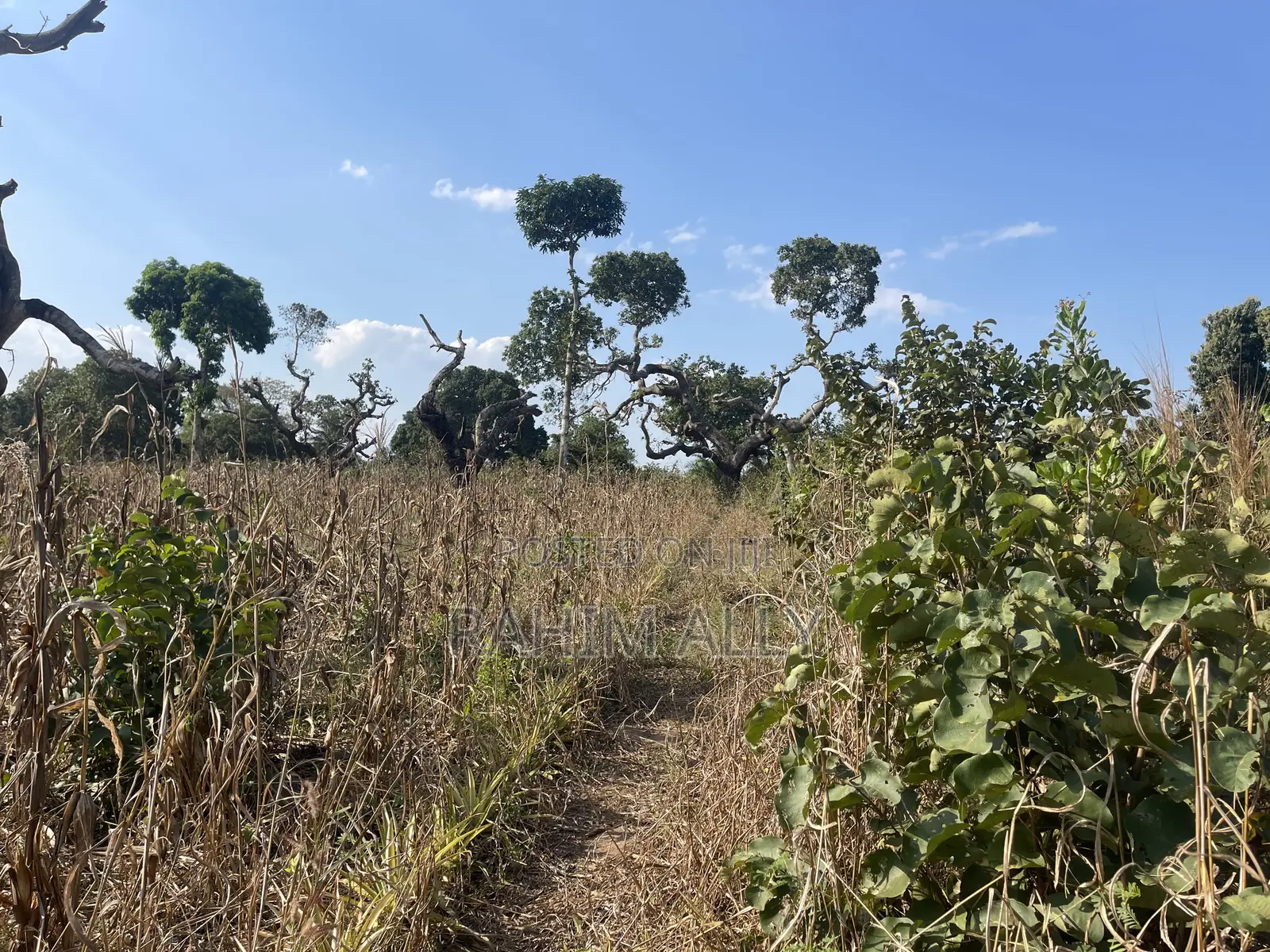 Shamba La Kulima Nanasi Linauzwa