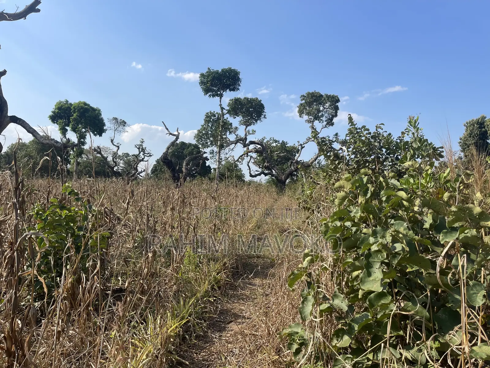 Shamba La Kulima Nanasi Linauzwa