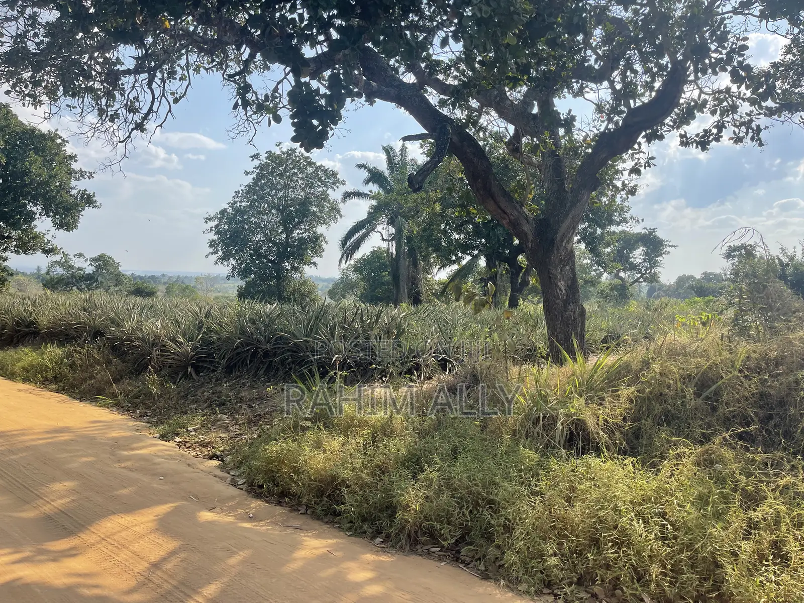 Shamba La Kulima Nanasi Linauzwa
