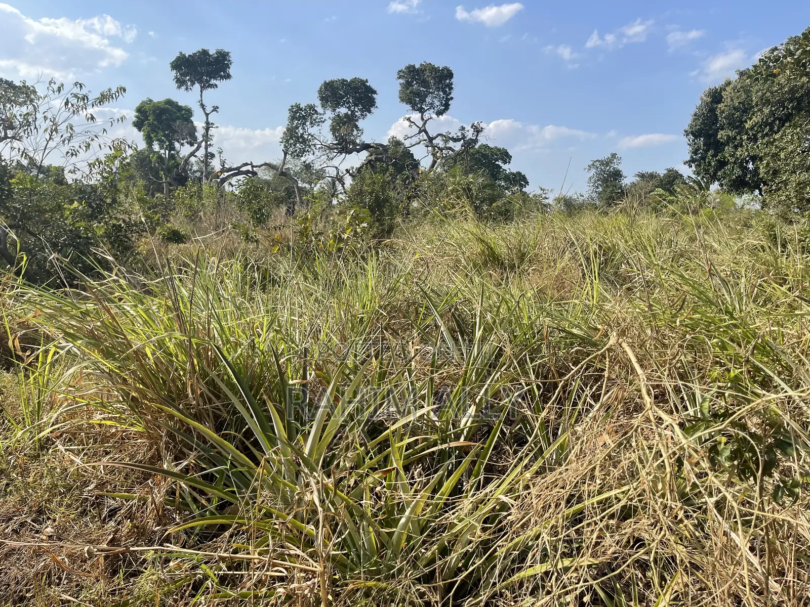 Shamba La Kulima Nanasi Linauzwa