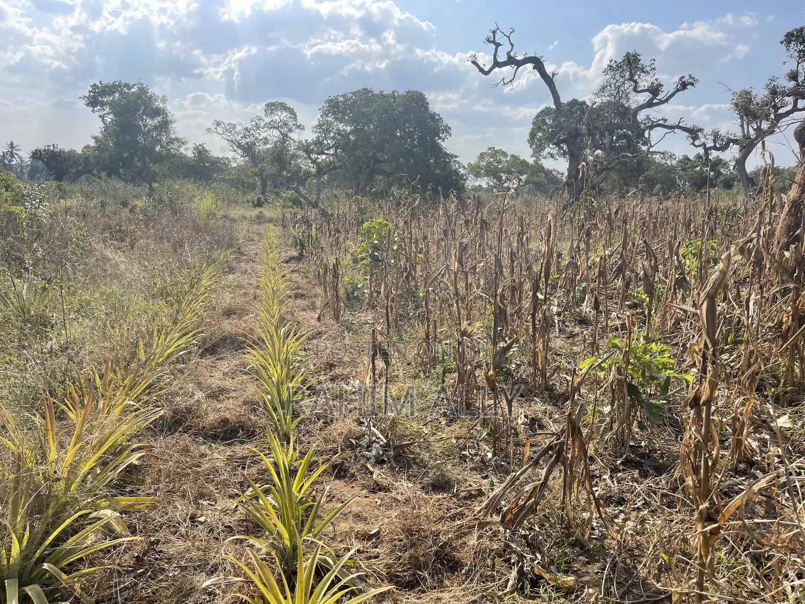 Shamba La Kulima Nanasi Linauzwa