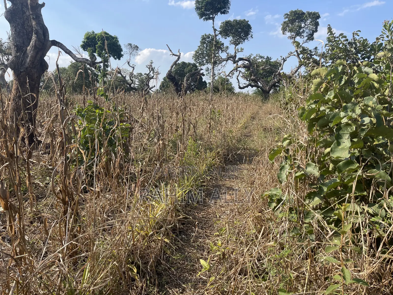 Shamba La Kulima Nanasi Linauzwa