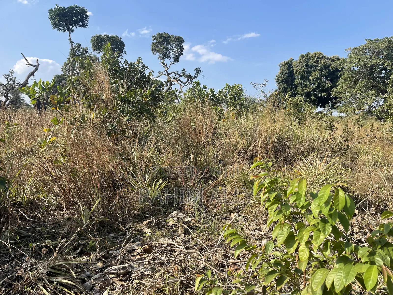 Shamba La Kulima Nanasi Linauzwa