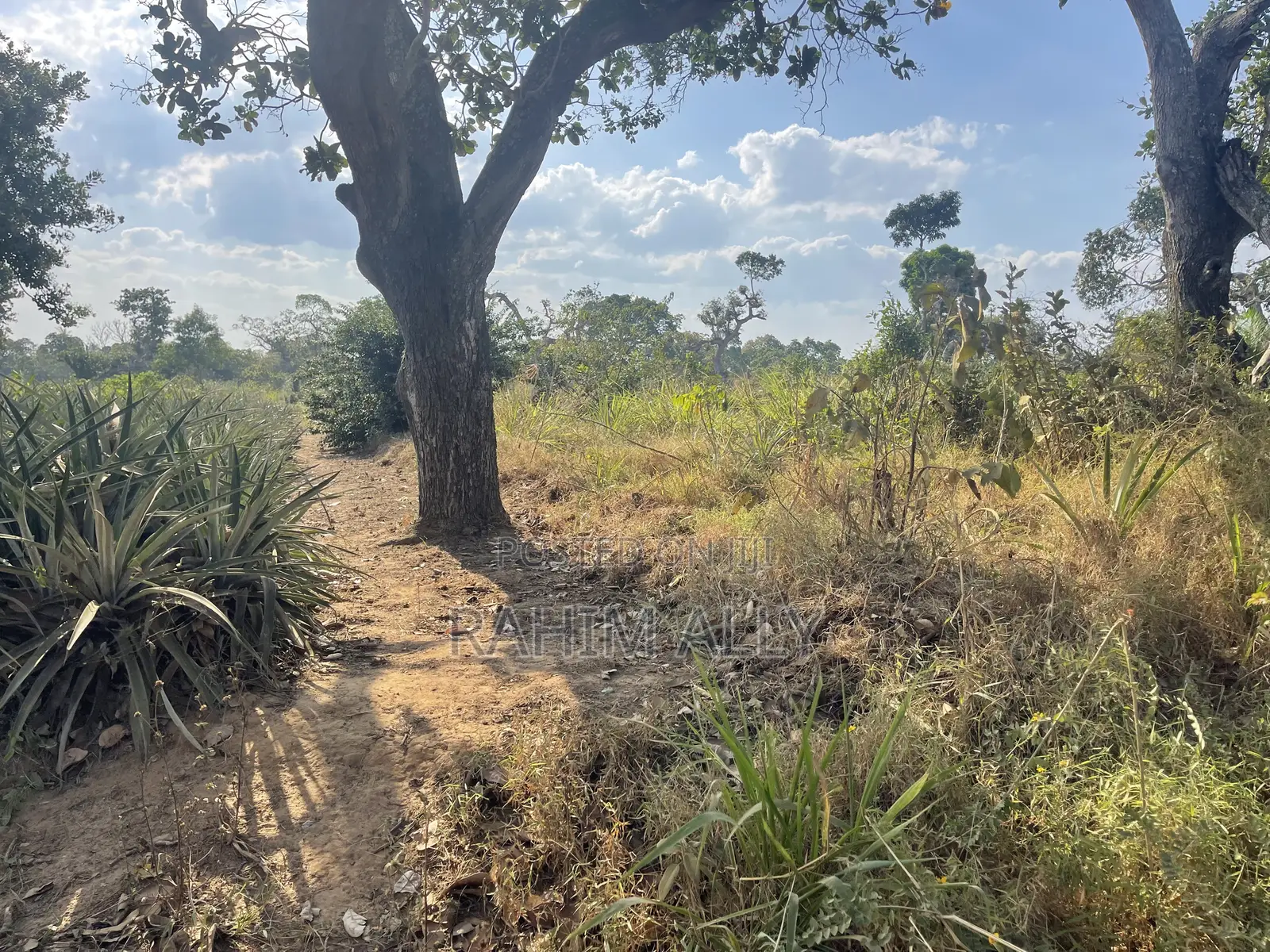 Shamba La Kulima Nanasi Linauzwa