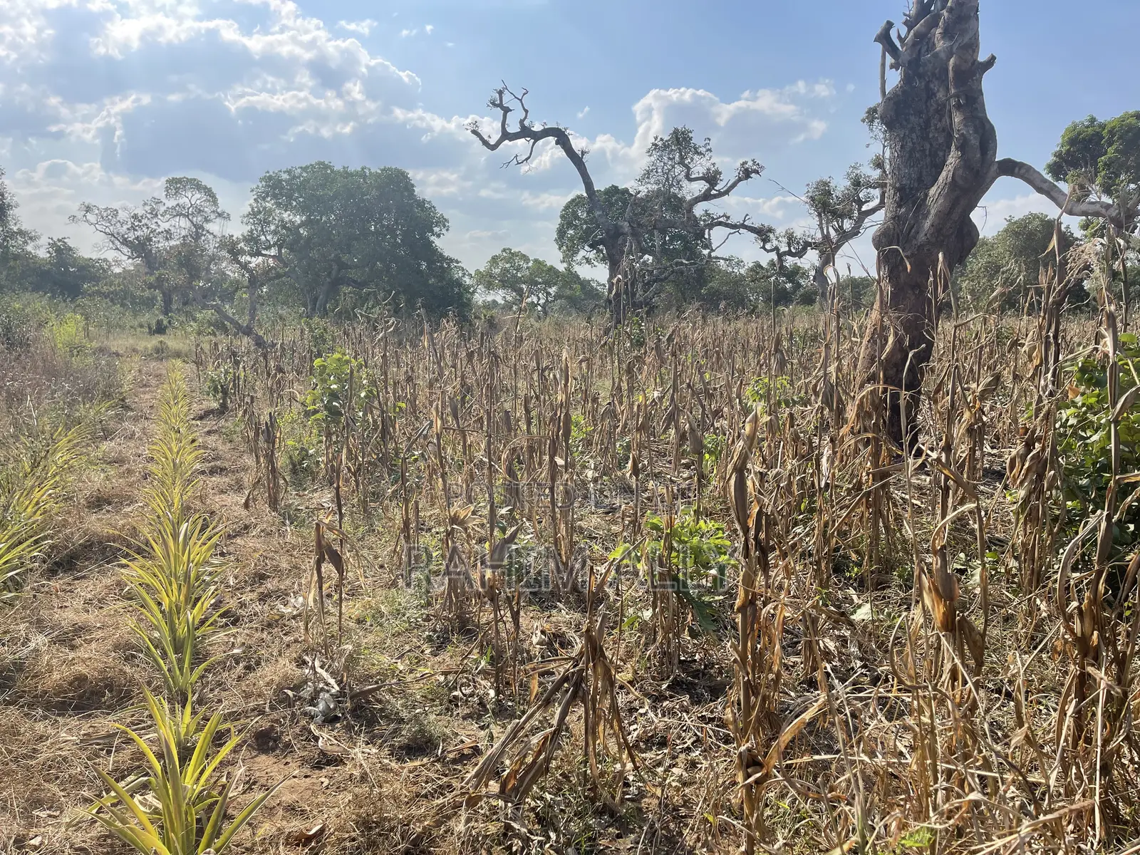 Shamba La Kulima Nanasi Linauzwa