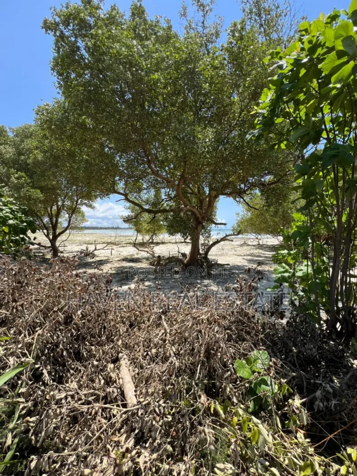 Mangrove Beach Plot for Sale at Pongwe, Zanzibar