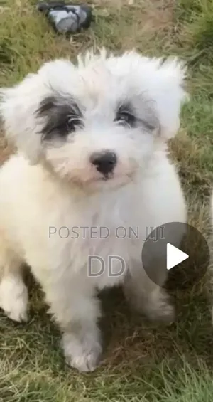 0-1 month Male Purebred Maltese Shih Tzu