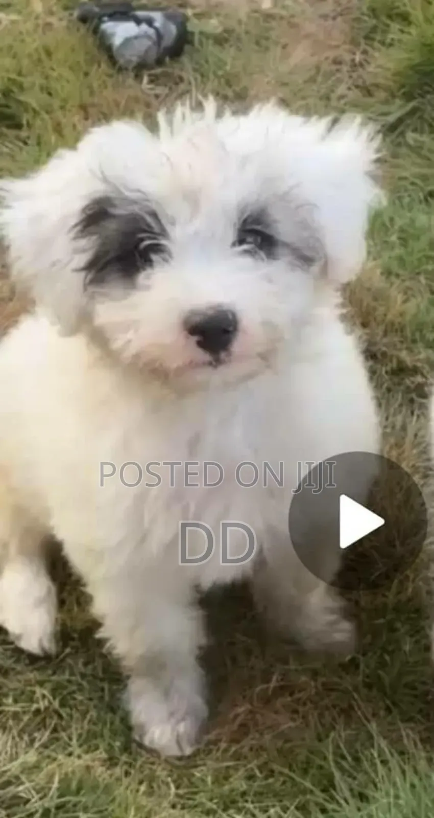 0-1 month Male Purebred Maltese Shih Tzu