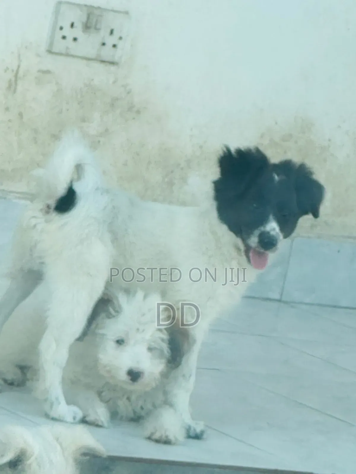 0-1 month Male Purebred Maltese Shih Tzu