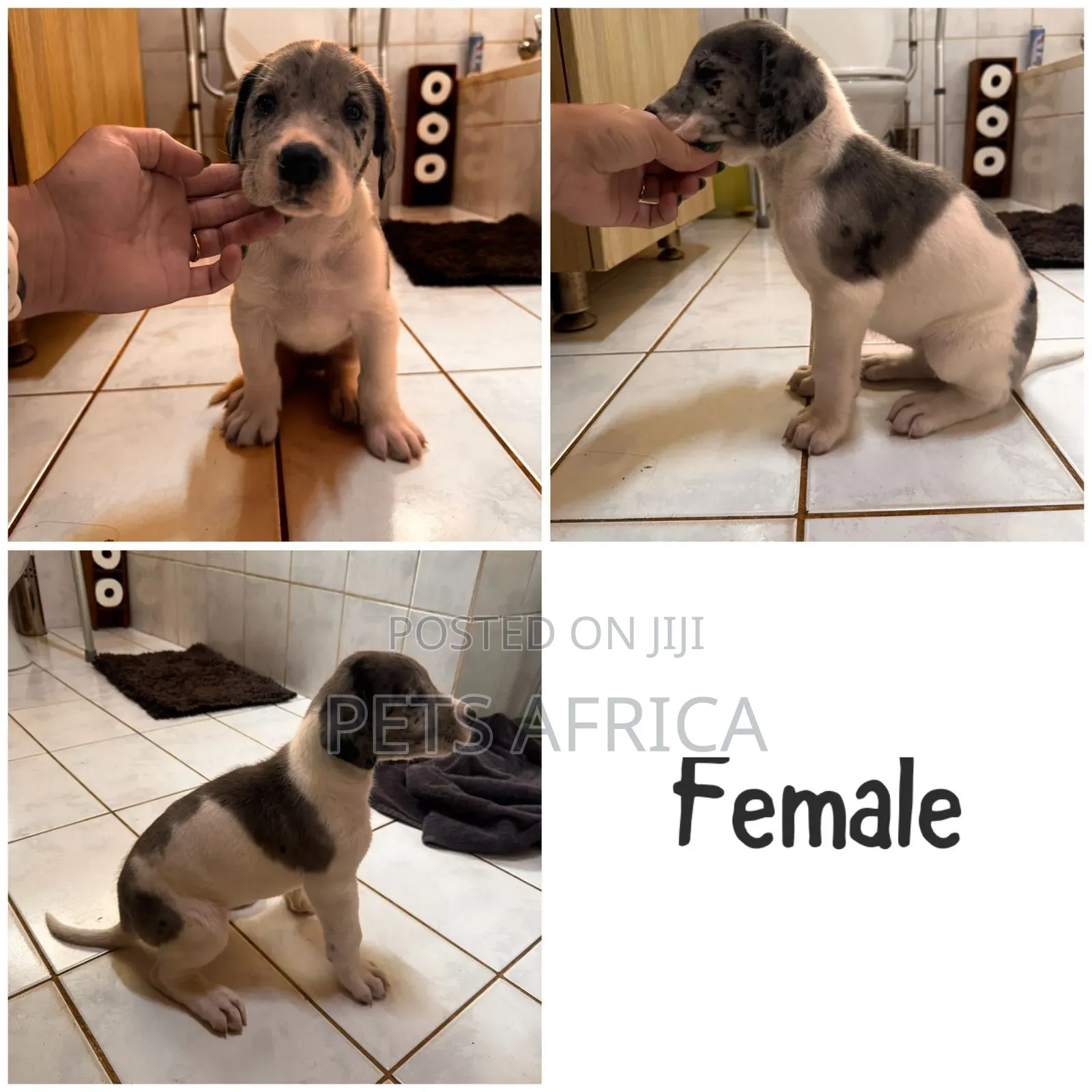 1-3 months Male Purebred Great Dane
