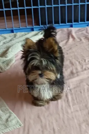 3-6 months Male Purebred Yorkshire Terrier