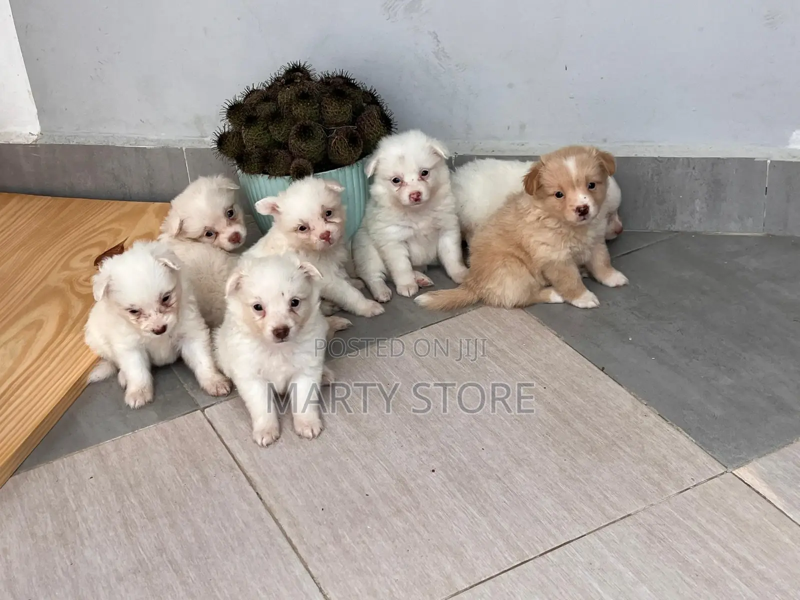 0-1 month Female Purebred Maltese