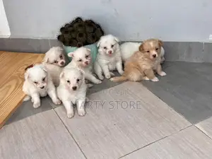 0-1 month Female Purebred Maltese
