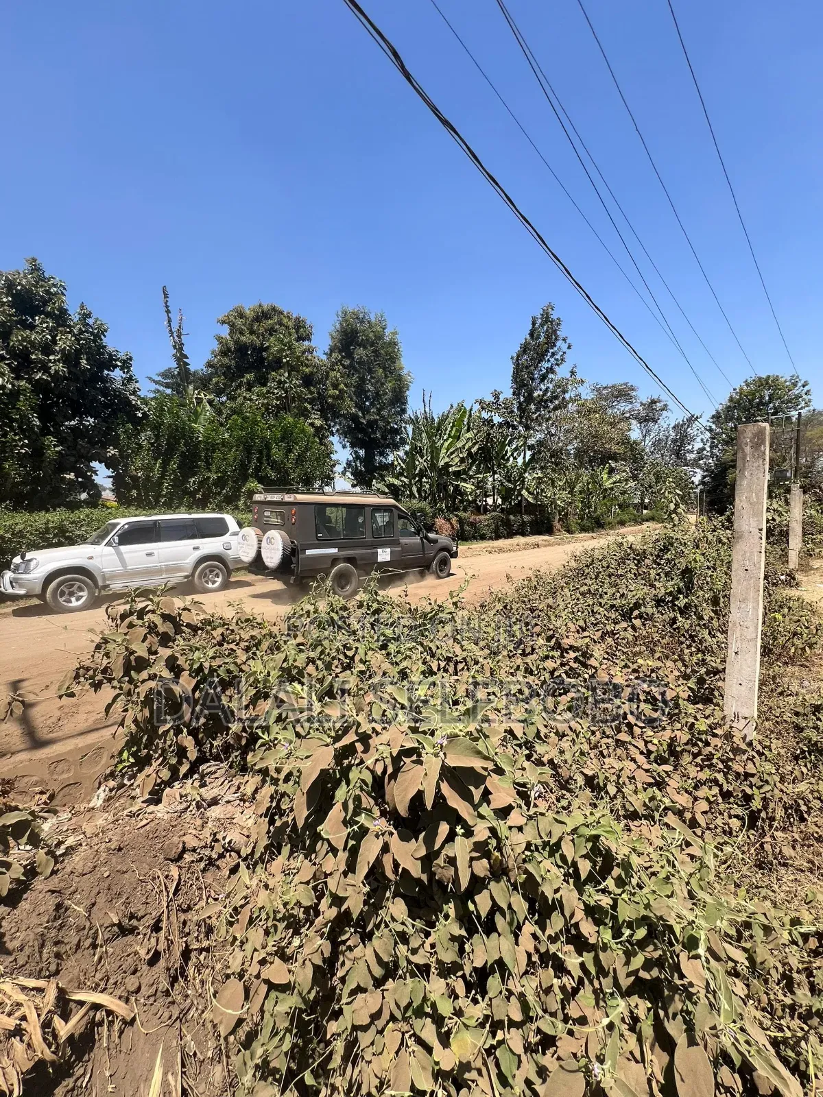 Hector 3 at Sakina Arusha