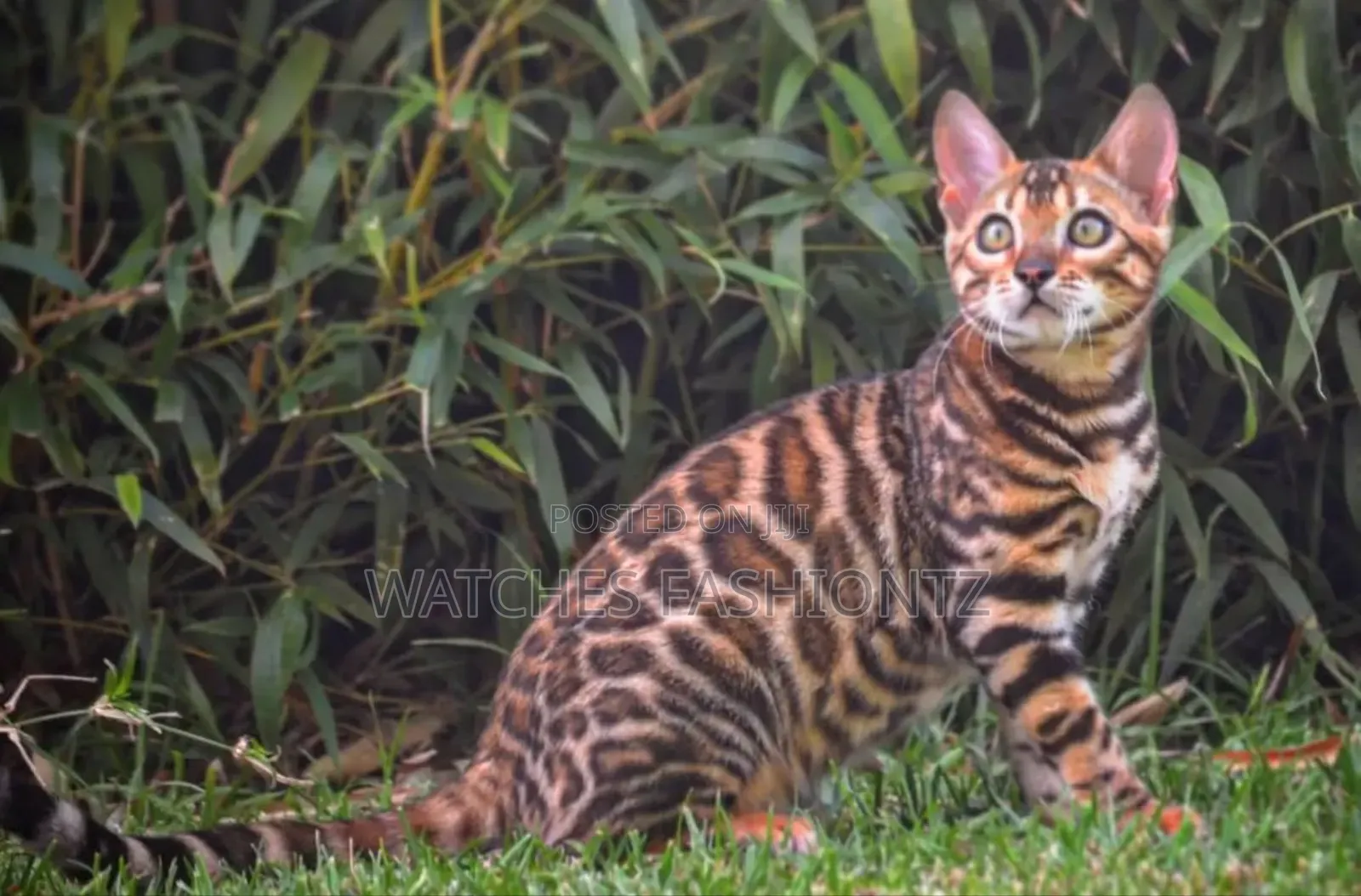 6-12 months Male Purebred Bengal