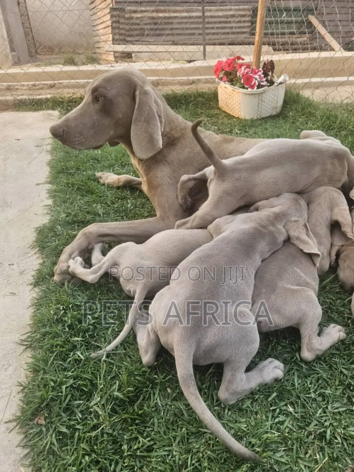 1-3 months Male Purebred Weimaraner