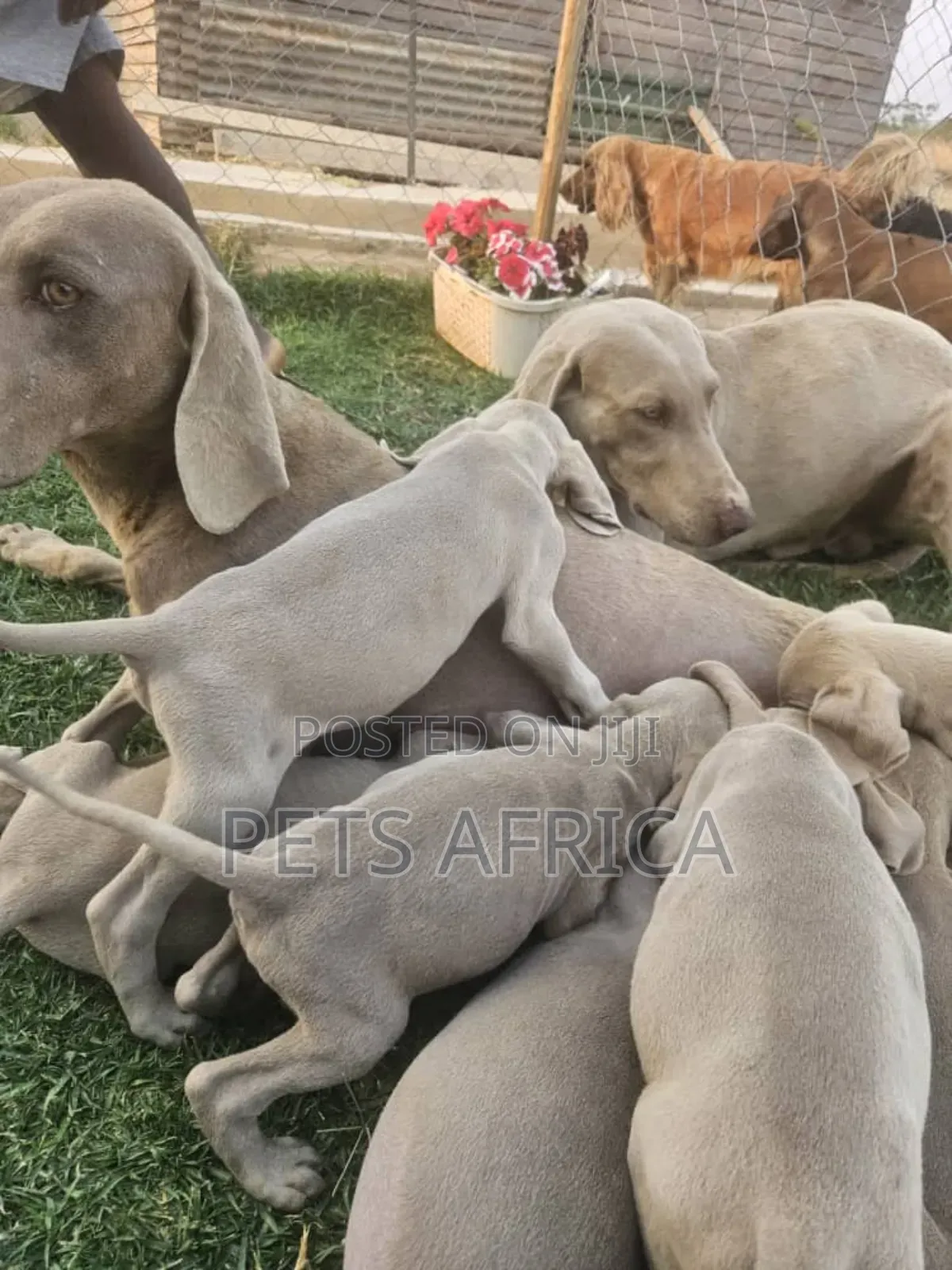 1-3 months Male Purebred Weimaraner