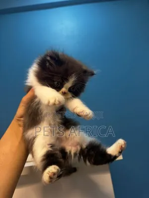 1-3 months Male Purebred Persian