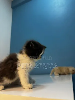 1-3 months Male Purebred Persian