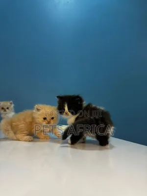 1-3 months Male Purebred Persian